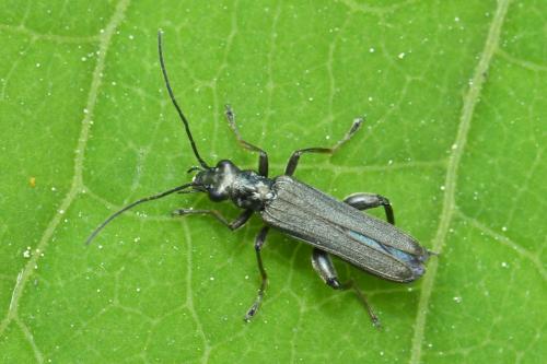 Oedemera sp.